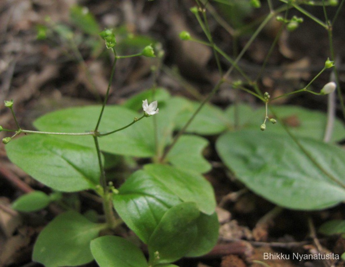 Debia ovatifolia (Cav.) Neupane & N.Wikstr.